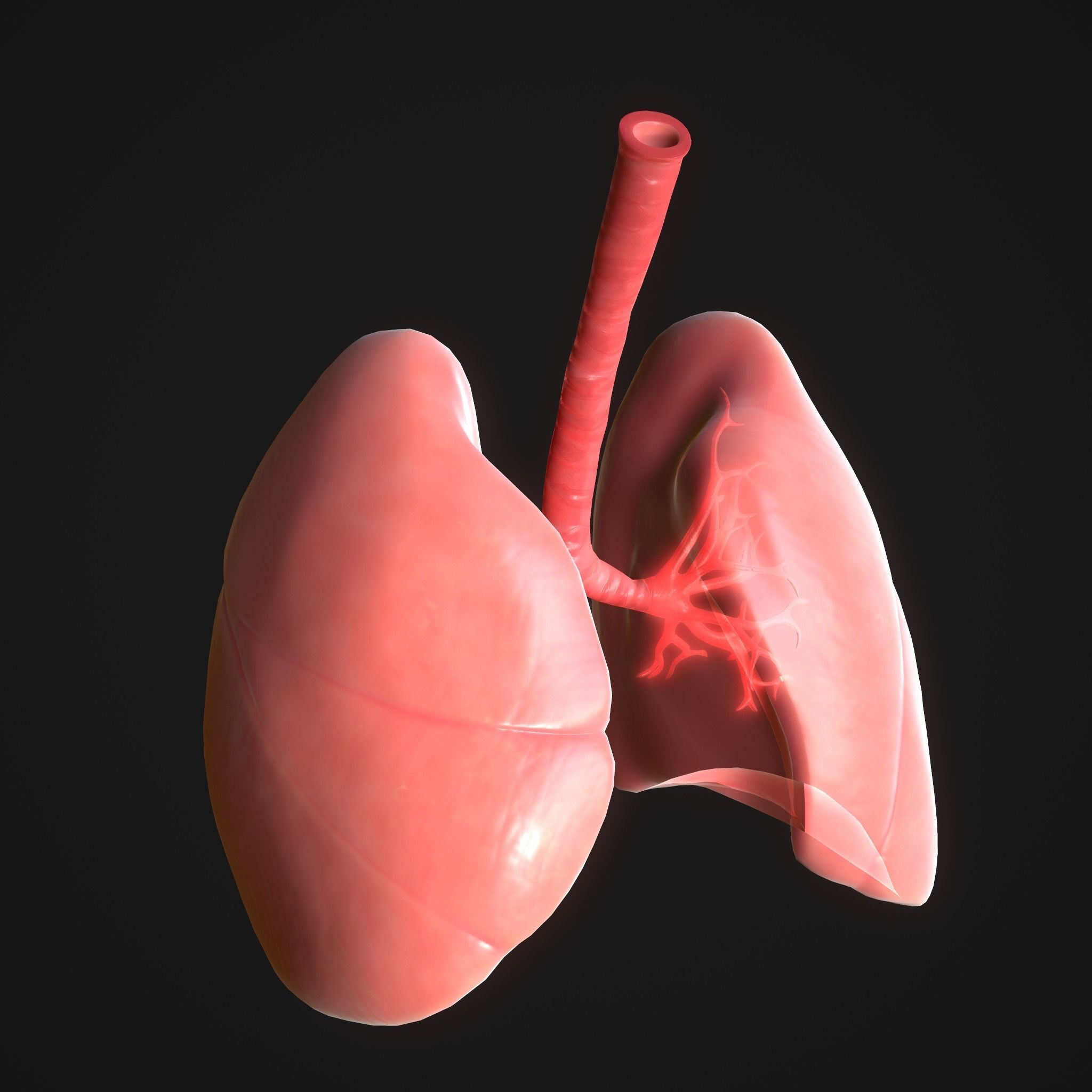 Human Lungs Low-poly 3D model_5