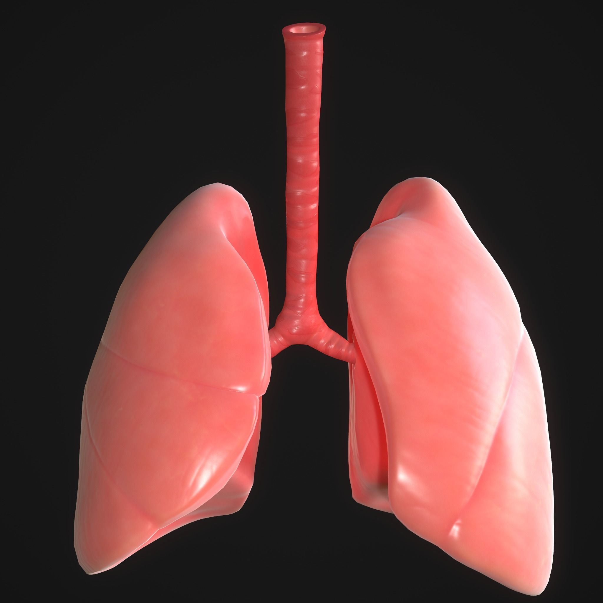Human Lungs Low-poly 3D model_1