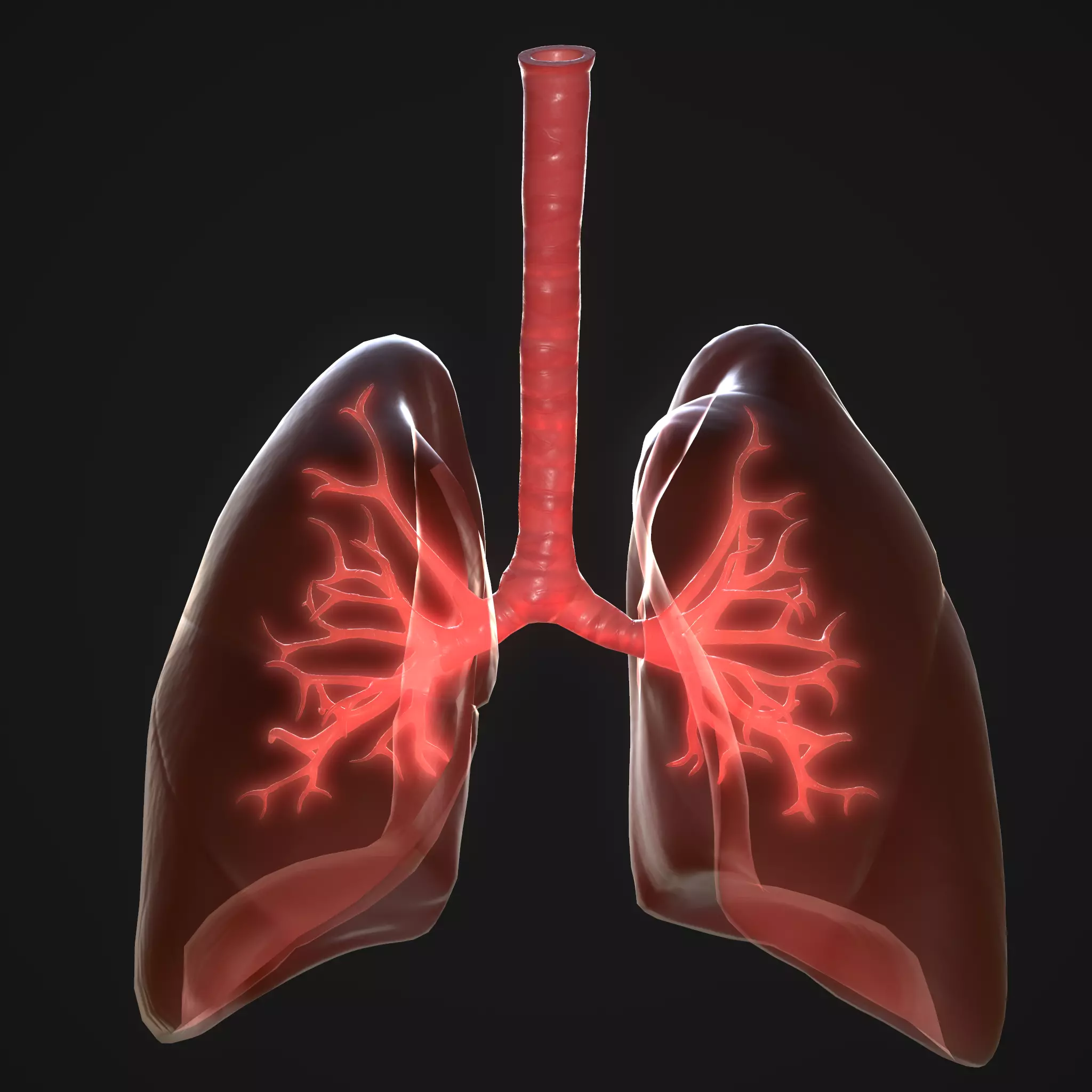 Human Lungs Low-poly 3D model_0