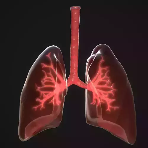 Human Lungs Low-poly 3D model