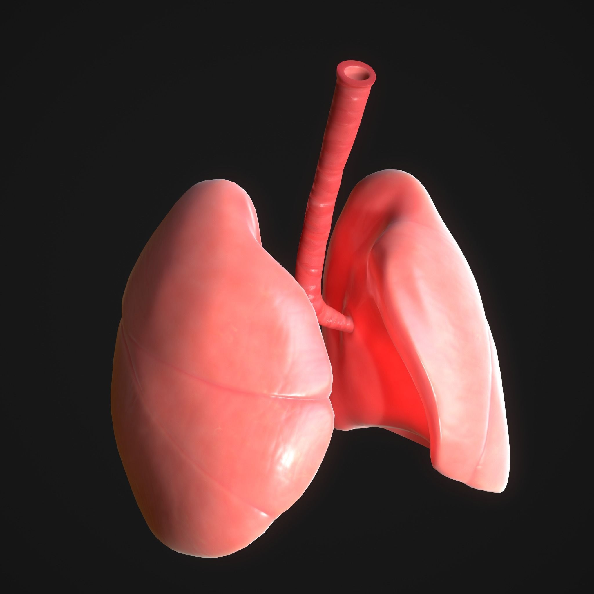 Human Lungs Low-poly 3D model_4
