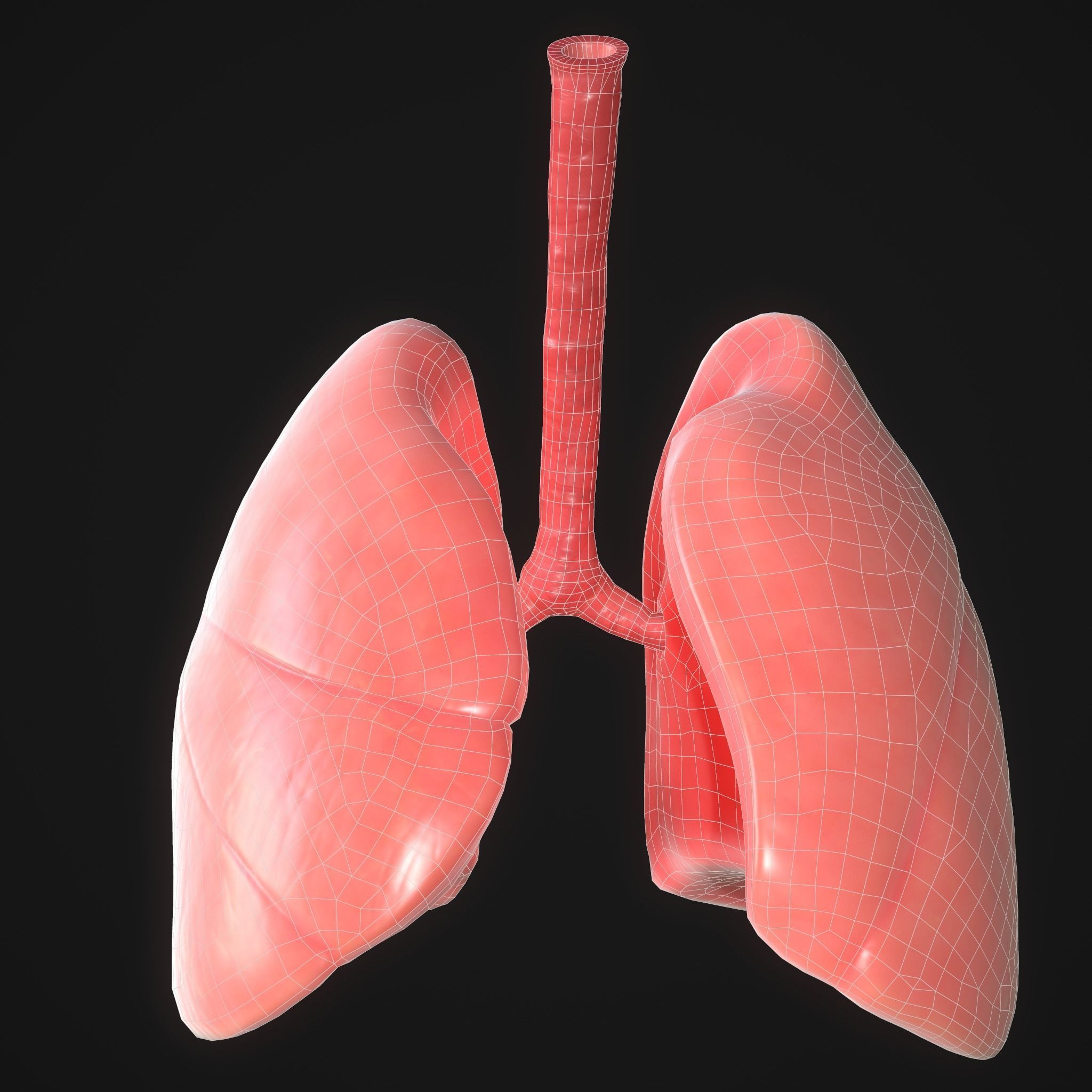 Human Lungs Low-poly 3D model_9