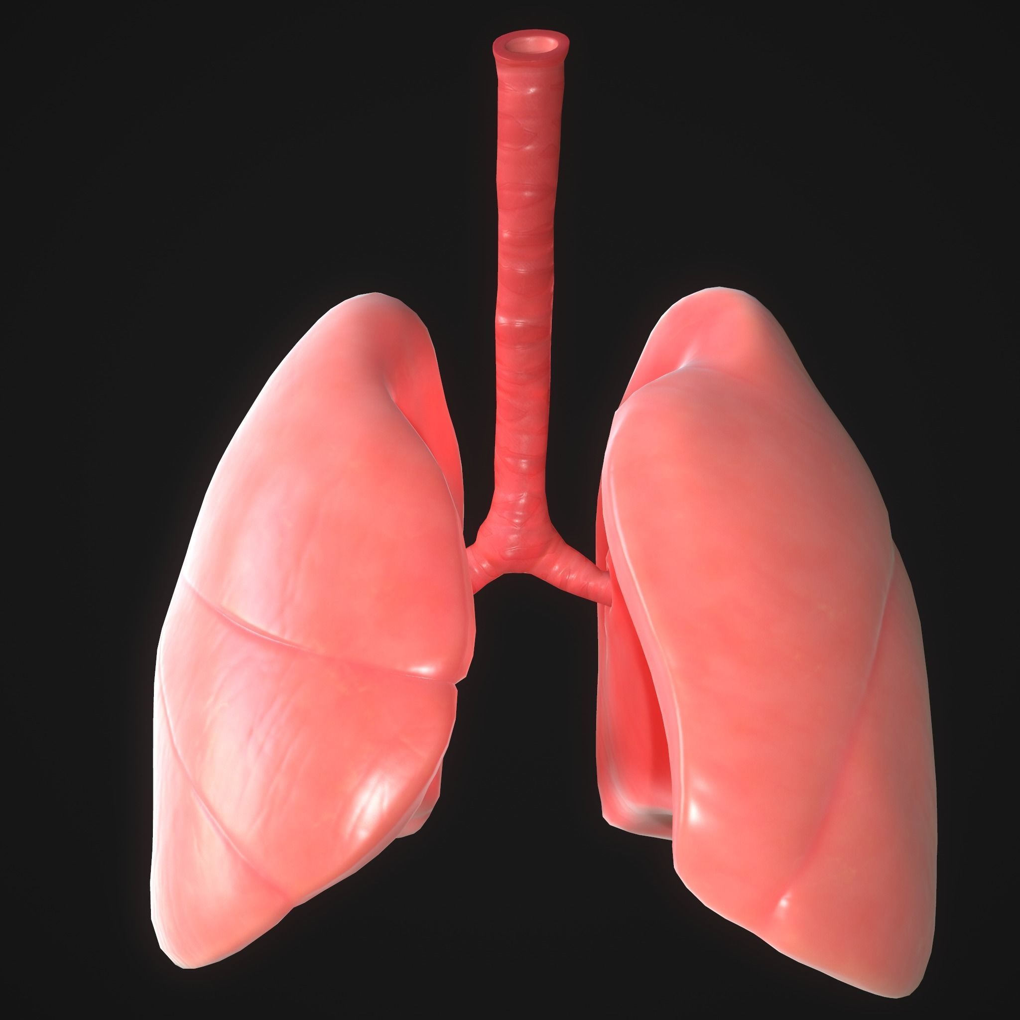 Human Lungs Low-poly 3D model_2