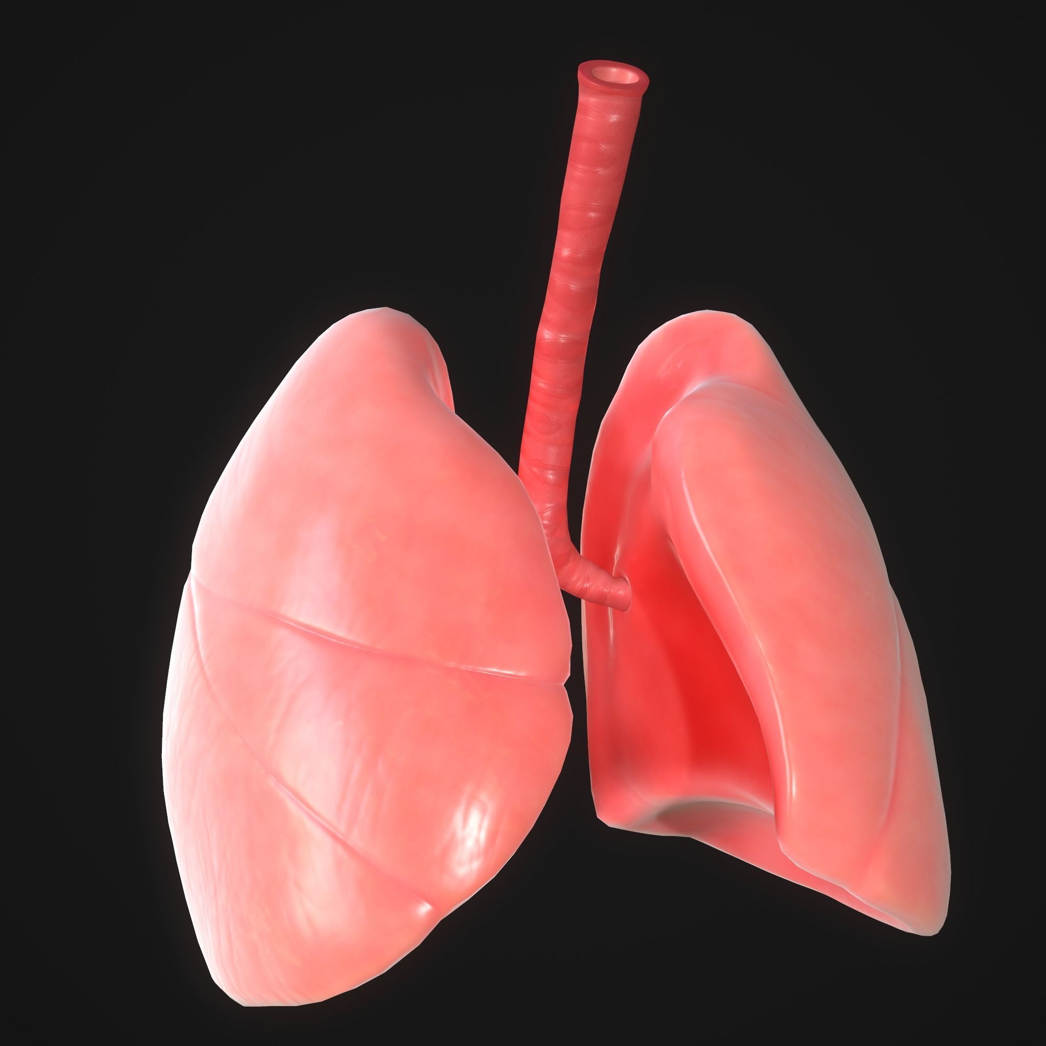Human Lungs Low-poly 3D model_3