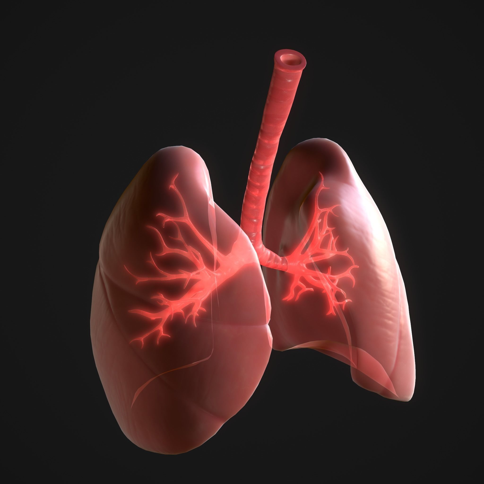 Human Lungs Low-poly 3D model_6
