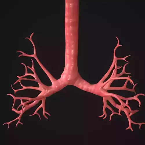 Human Bronchi Low-poly 3D model