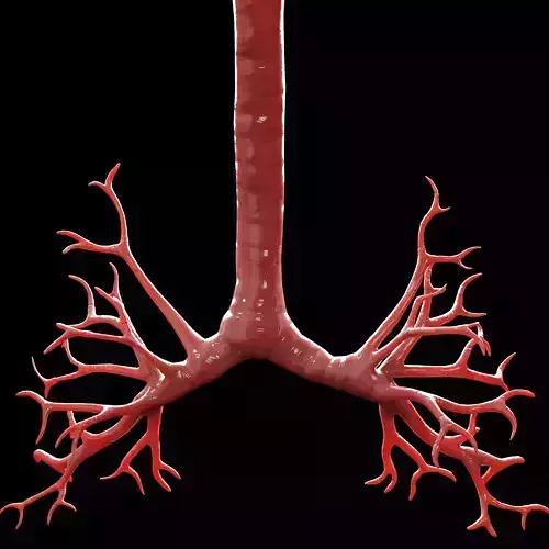 Human Bronchi Low-poly 3D model