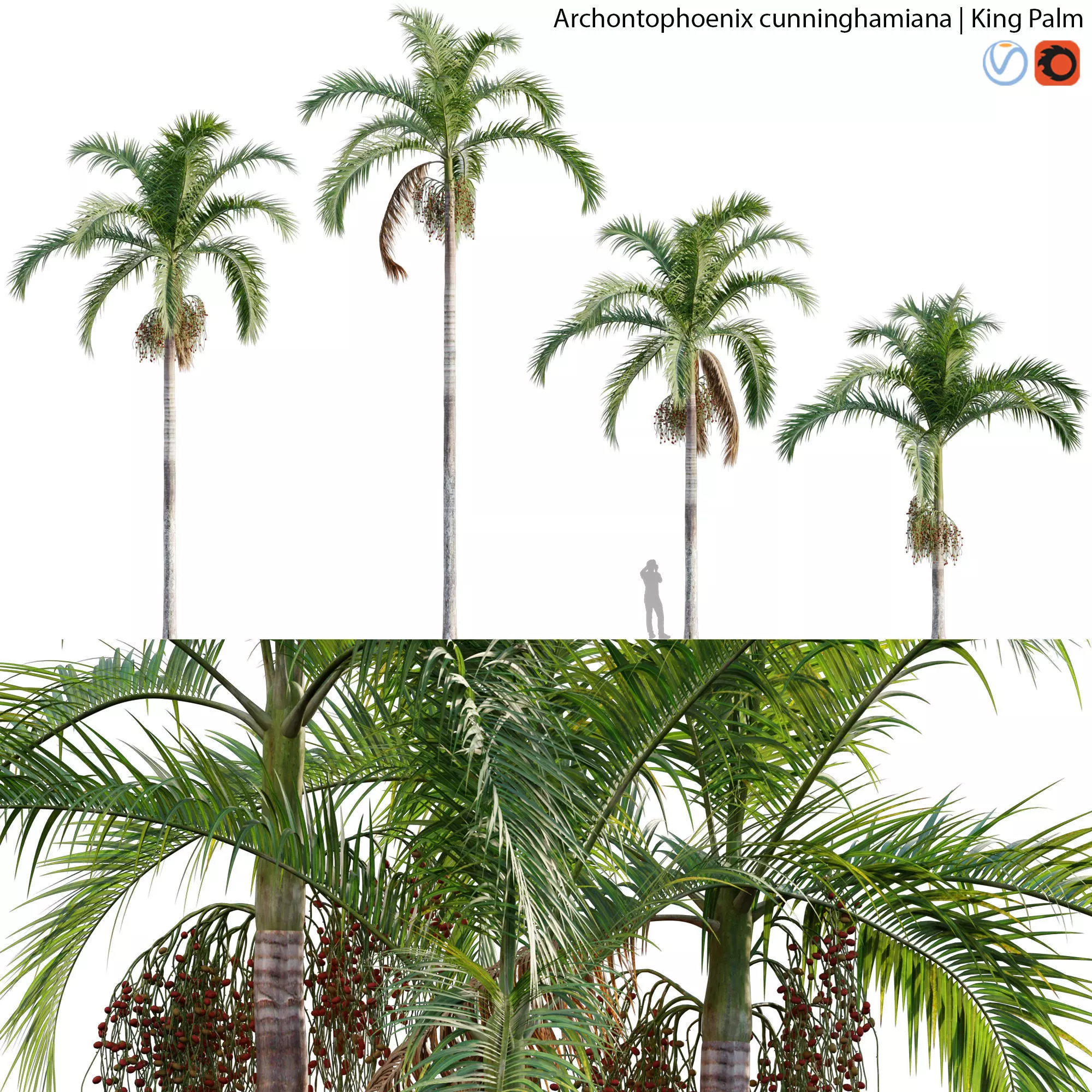 Archontophoenix cunninghamiana - King Palm - 01 3D model_0