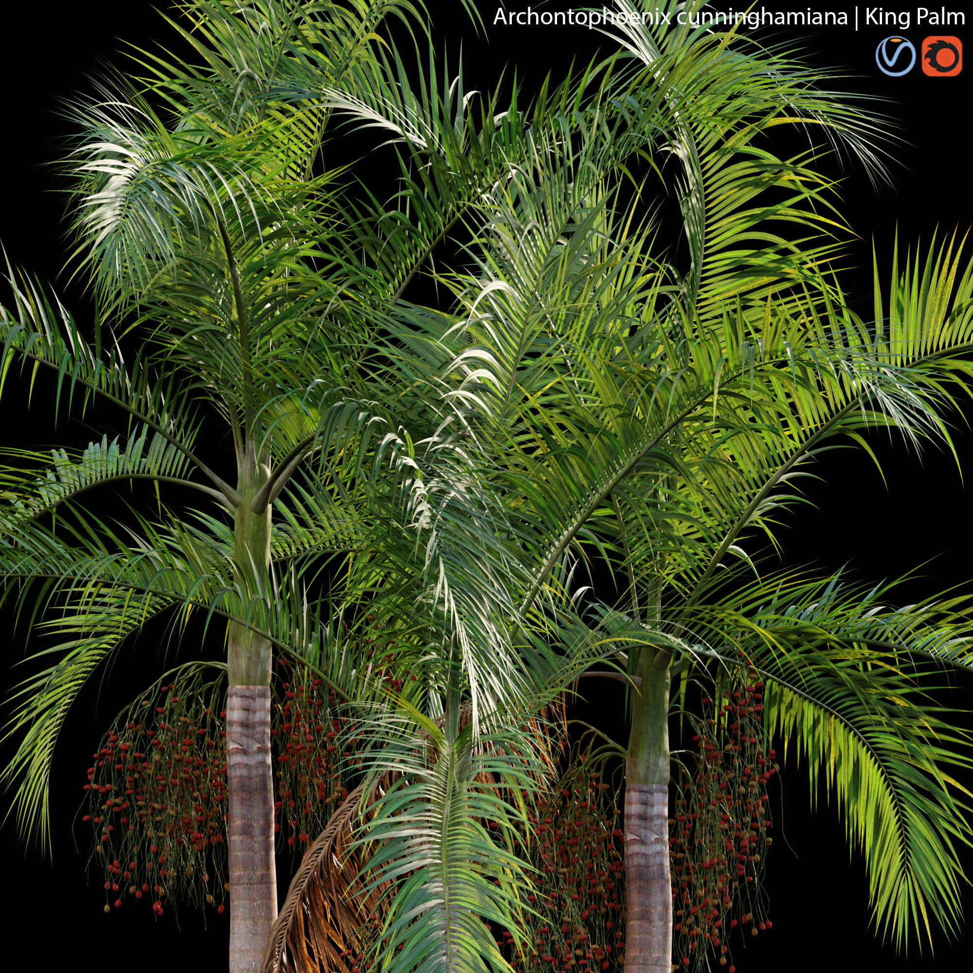 Archontophoenix cunninghamiana - King Palm - 01 3D model_1