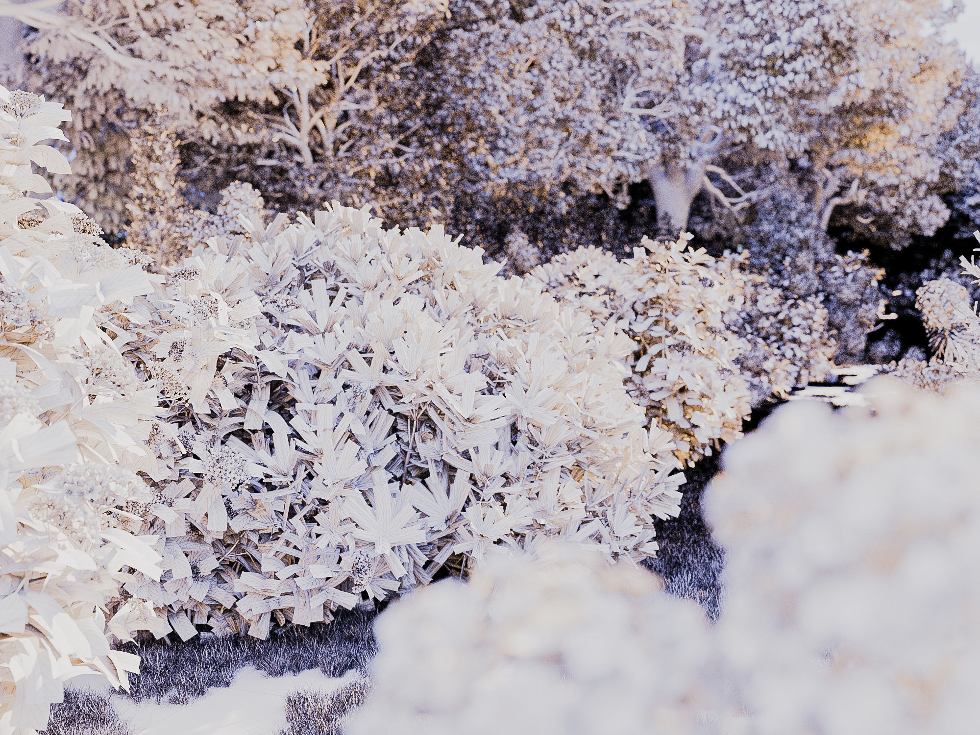 Mediterranean garden plants - Include GrowFX and Mesh file  3D model_5