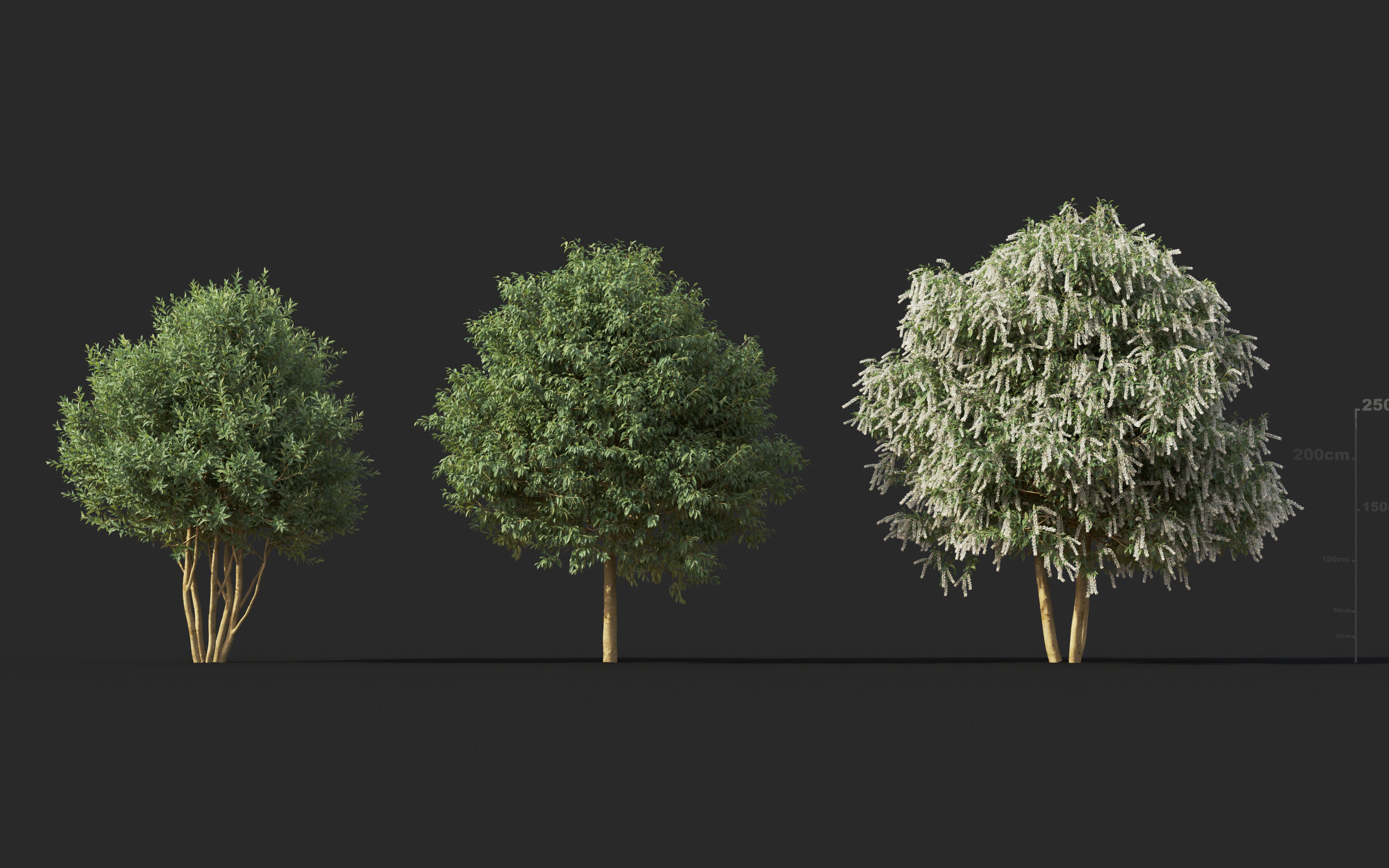 Mediterranean garden plants - Include GrowFX and Mesh file  3D model_23