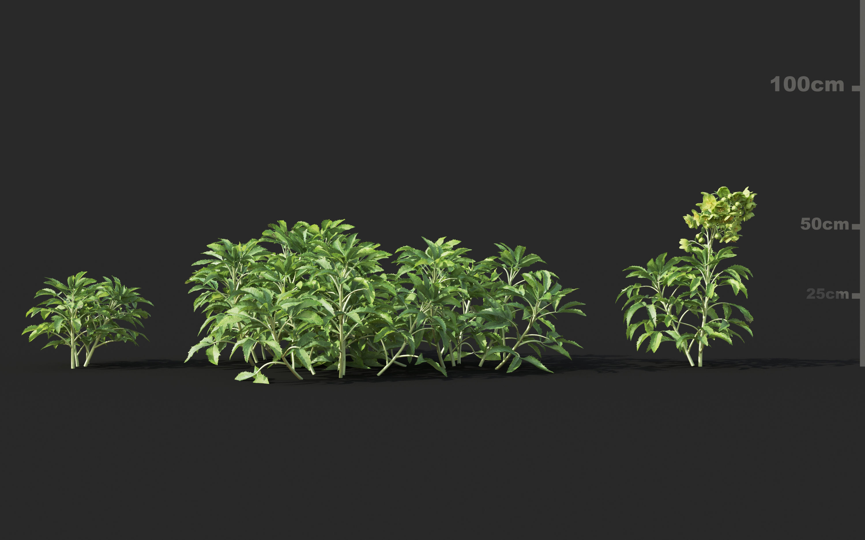 Mediterranean garden plants - Include GrowFX and Mesh file  3D model_18