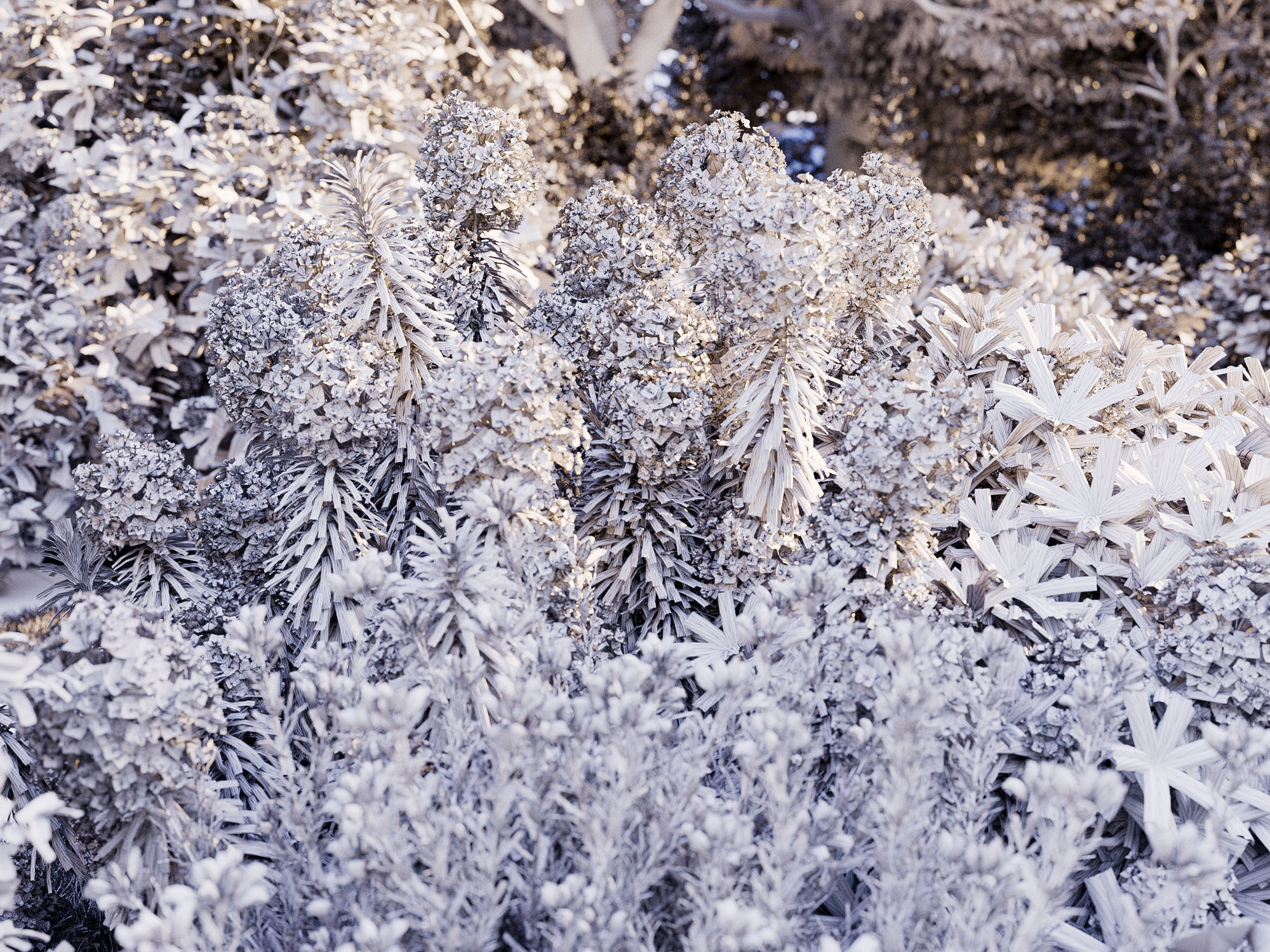 Mediterranean garden plants - Include GrowFX and Mesh file  3D model_7