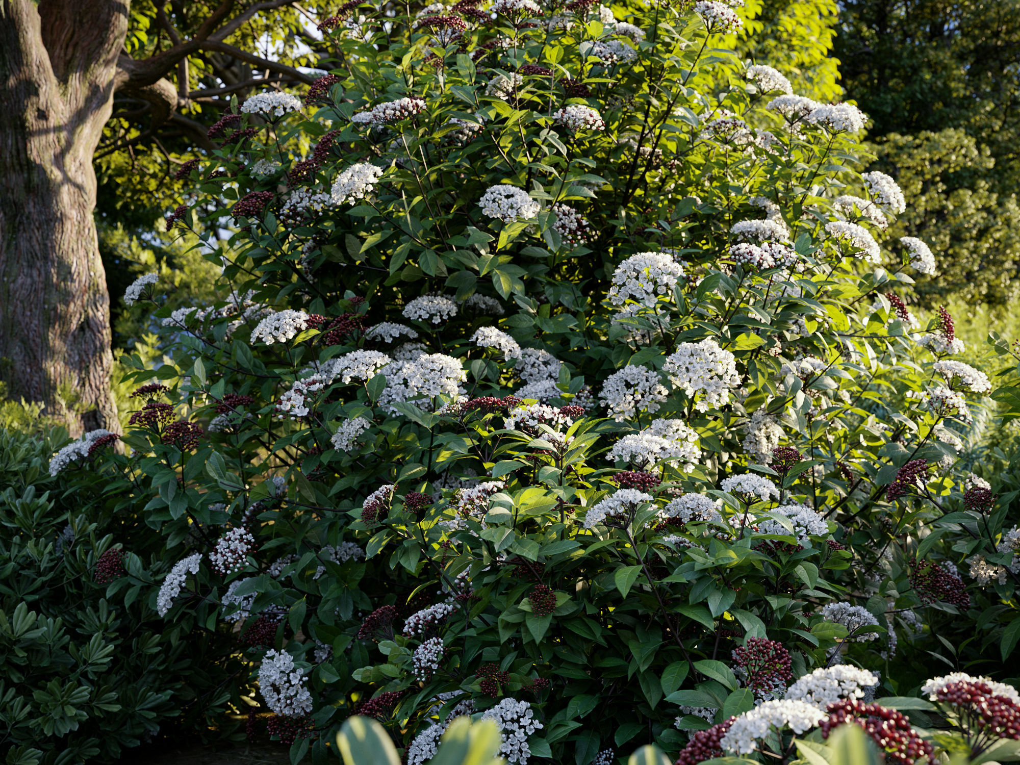 Mediterranean garden plants - Include GrowFX and Mesh file  3D model_3