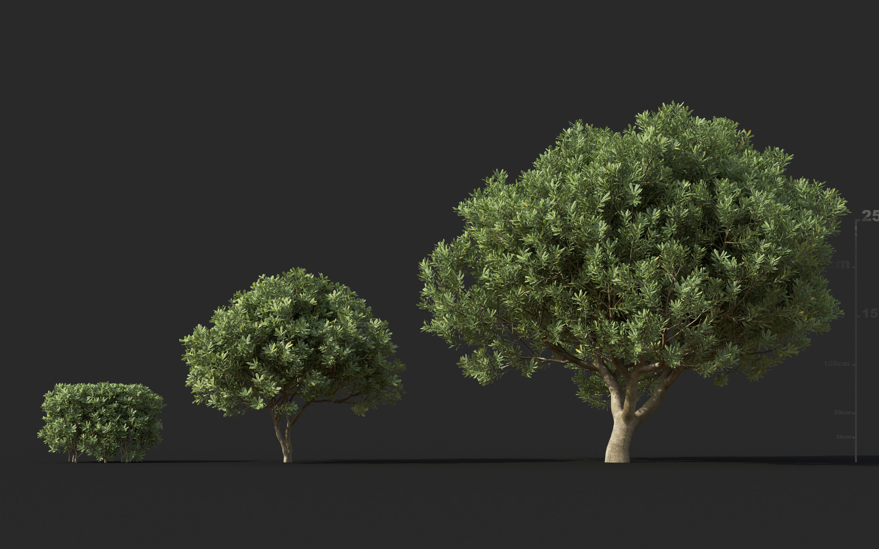 Mediterranean garden plants - Include GrowFX and Mesh file  3D model_21