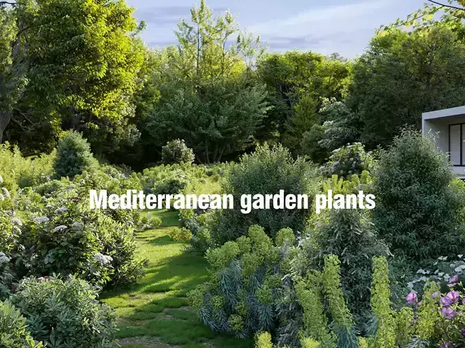 Mediterranean garden plants - Include GrowFX and Mesh file  3D model