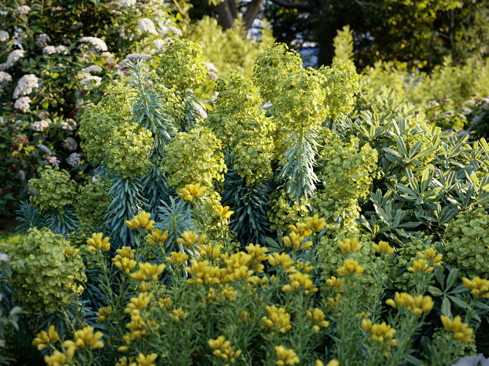 Mediterranean garden plants - Include GrowFX and Mesh file  3D model_2