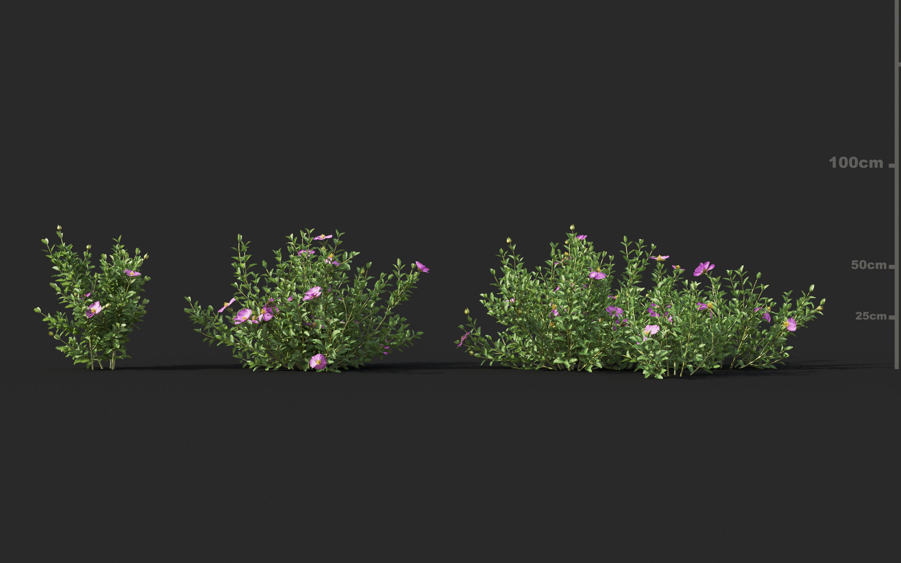 Mediterranean garden plants - Include GrowFX and Mesh file  3D model_10