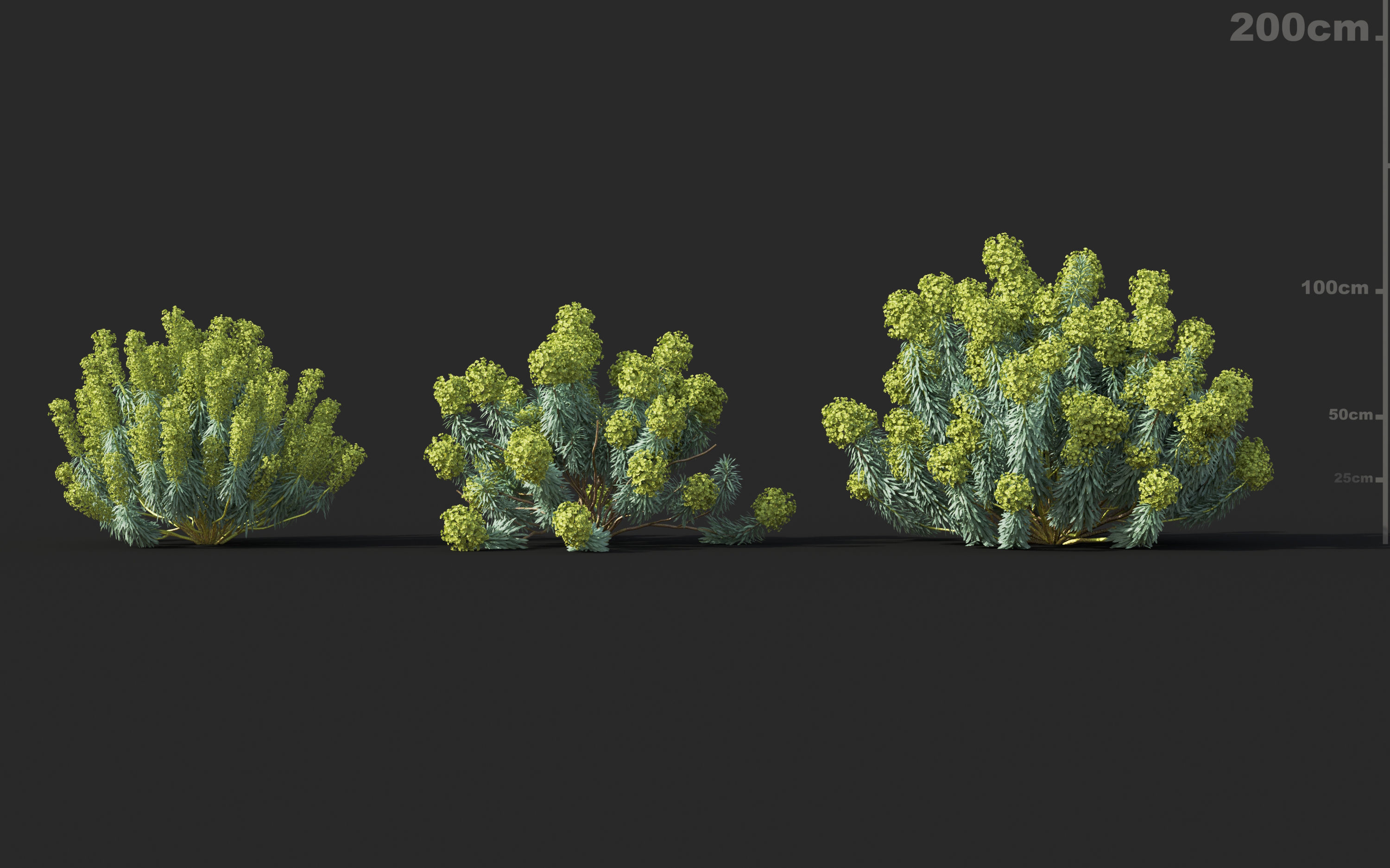 Mediterranean garden plants - Include GrowFX and Mesh file  3D model_15