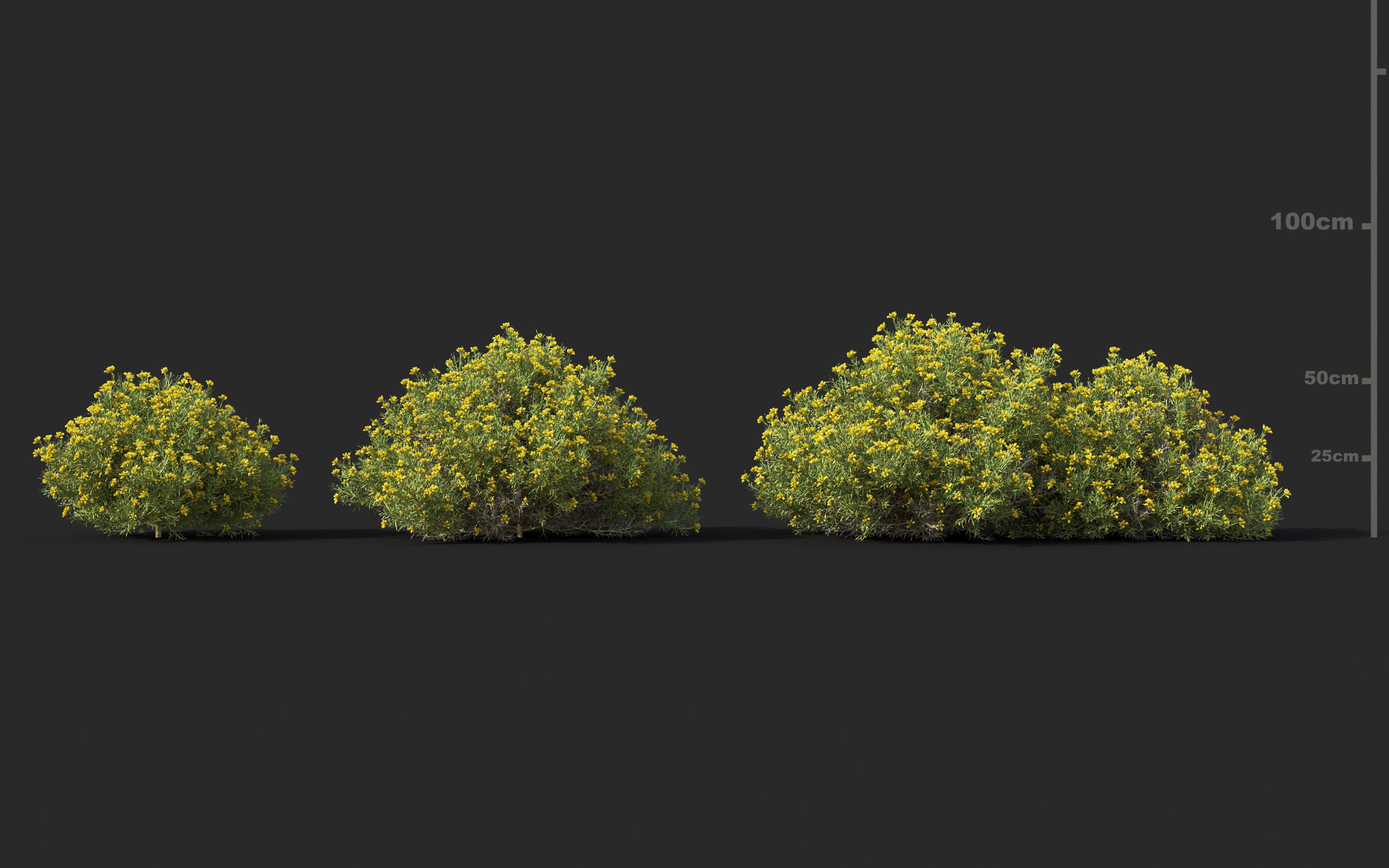 Mediterranean garden plants - Include GrowFX and Mesh file  3D model_17