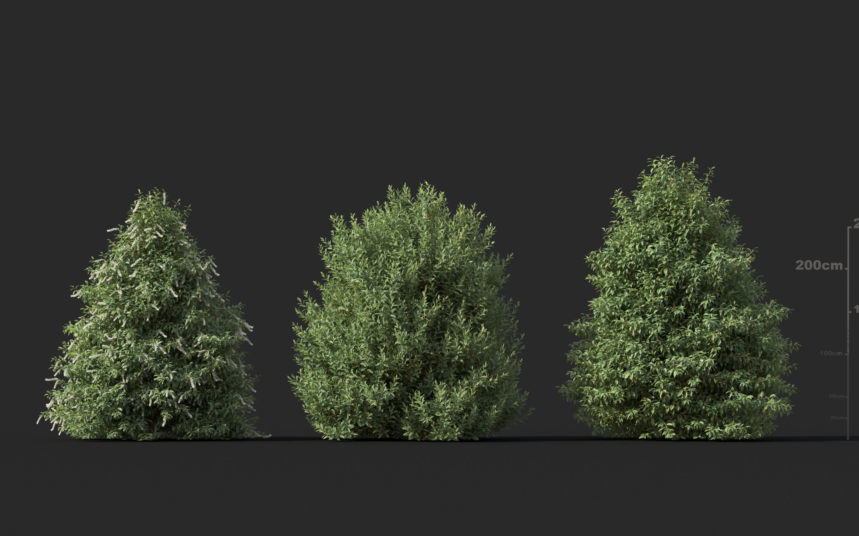 Mediterranean garden plants - Include GrowFX and Mesh file  3D model_22