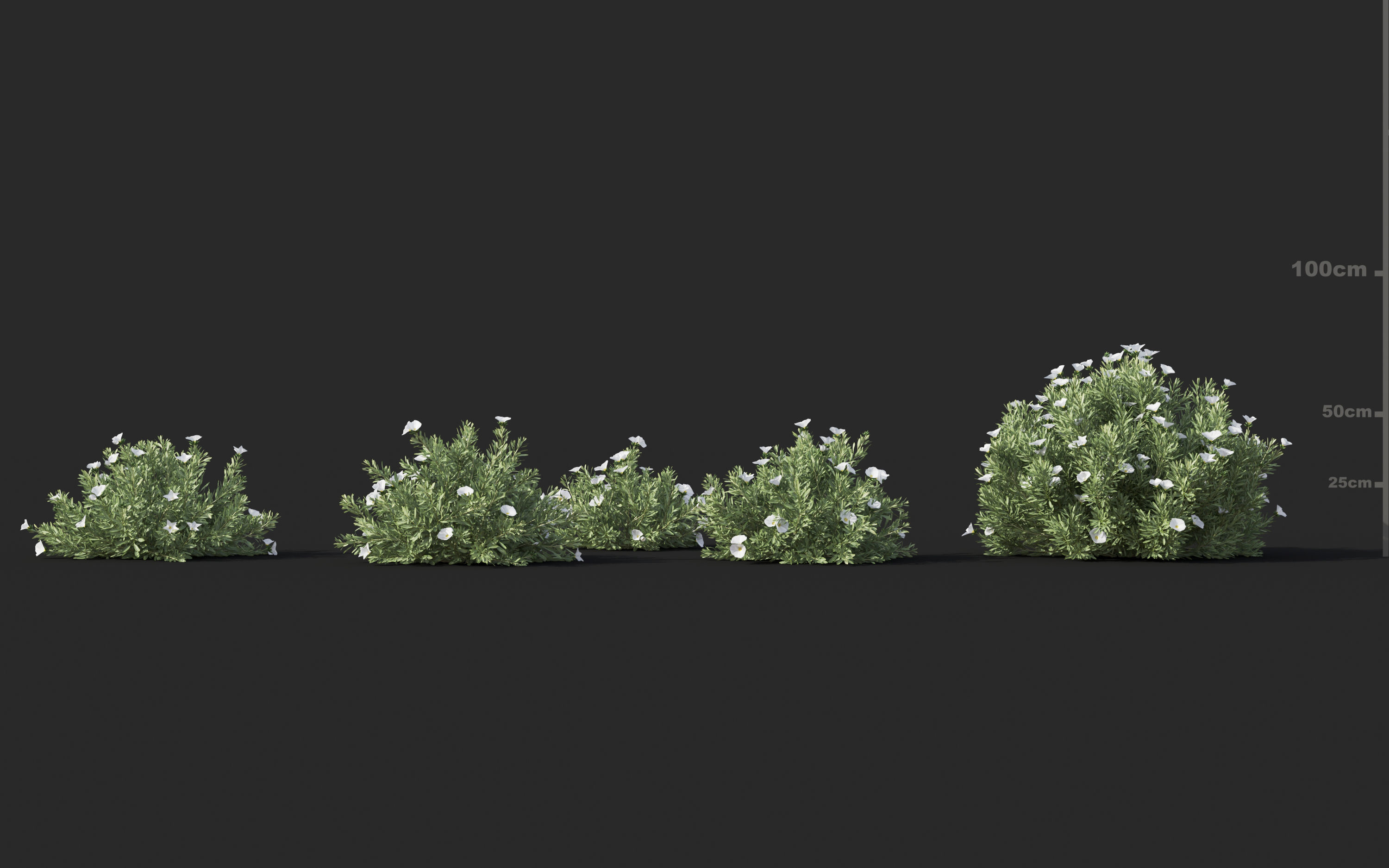 Mediterranean garden plants - Include GrowFX and Mesh file  3D model_12