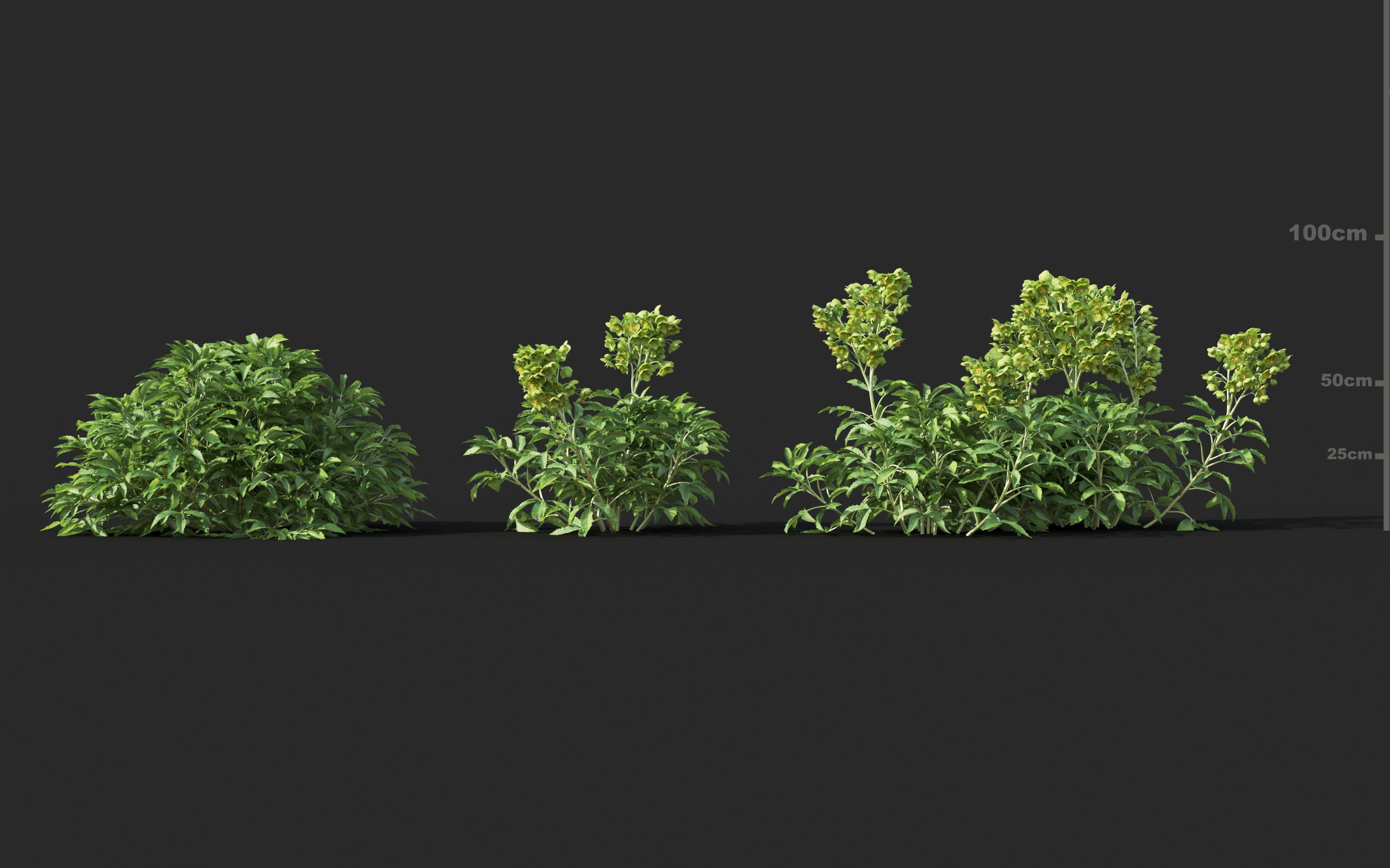 Mediterranean garden plants - Include GrowFX and Mesh file  3D model_19