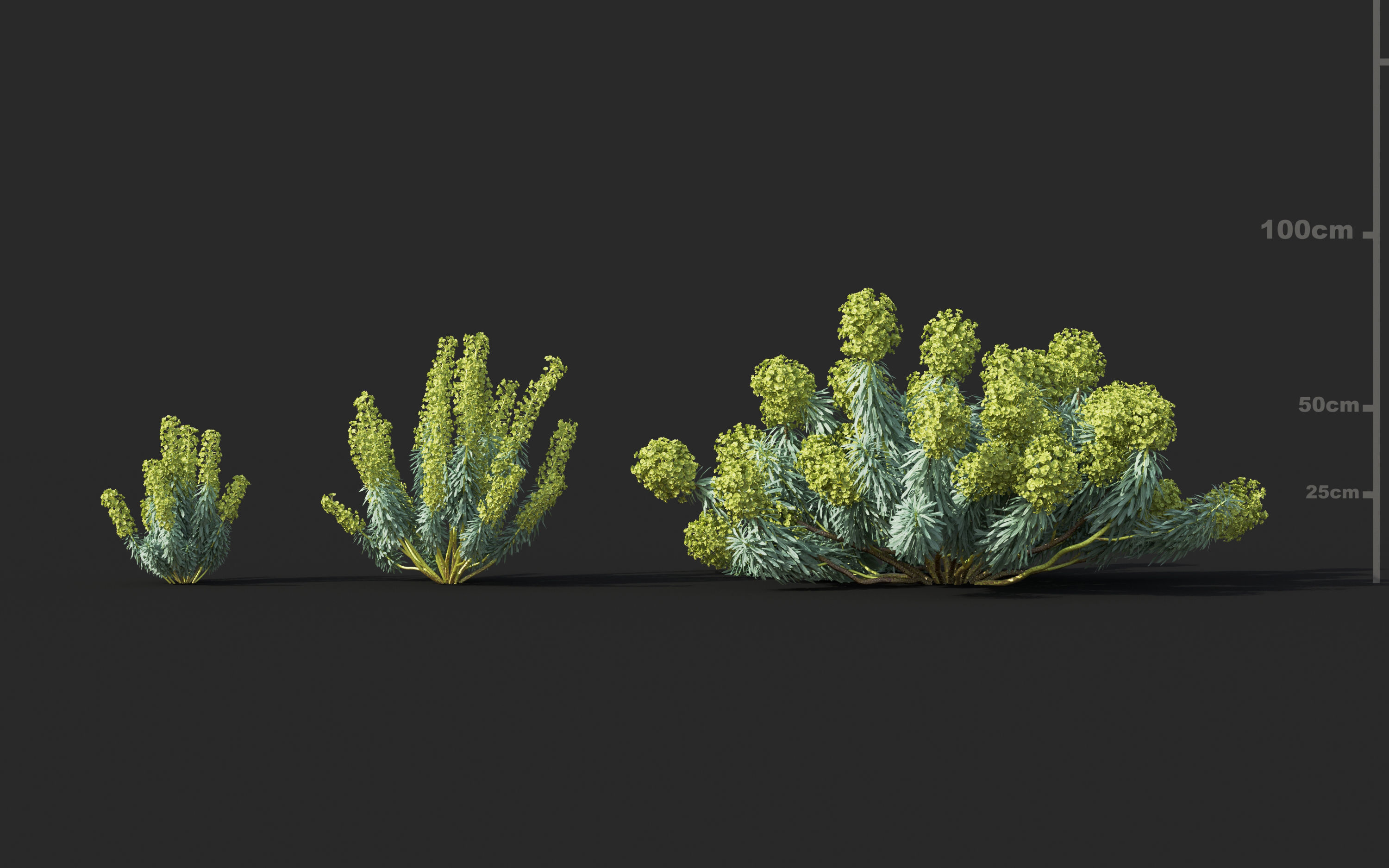 Mediterranean garden plants - Include GrowFX and Mesh file  3D model_14