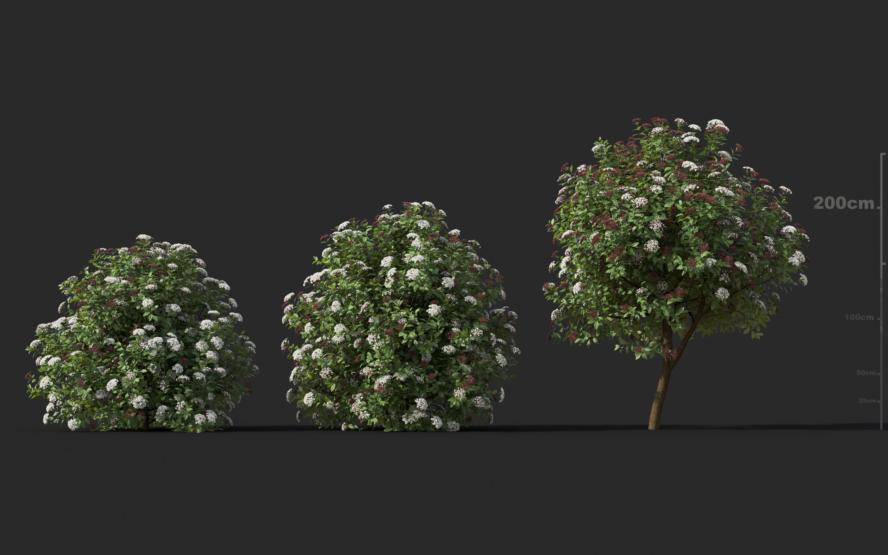 Mediterranean garden plants - Include GrowFX and Mesh file  3D model_27