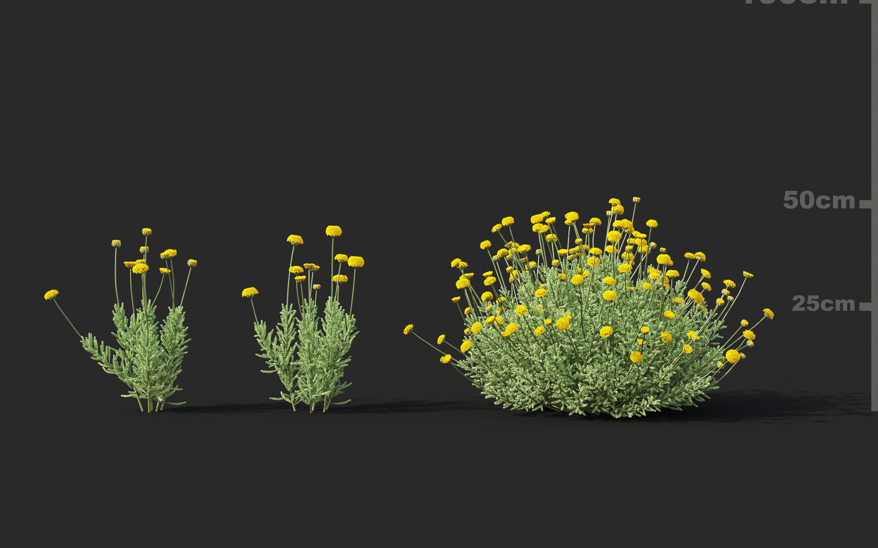 Mediterranean garden plants - Include GrowFX and Mesh file  3D model_25