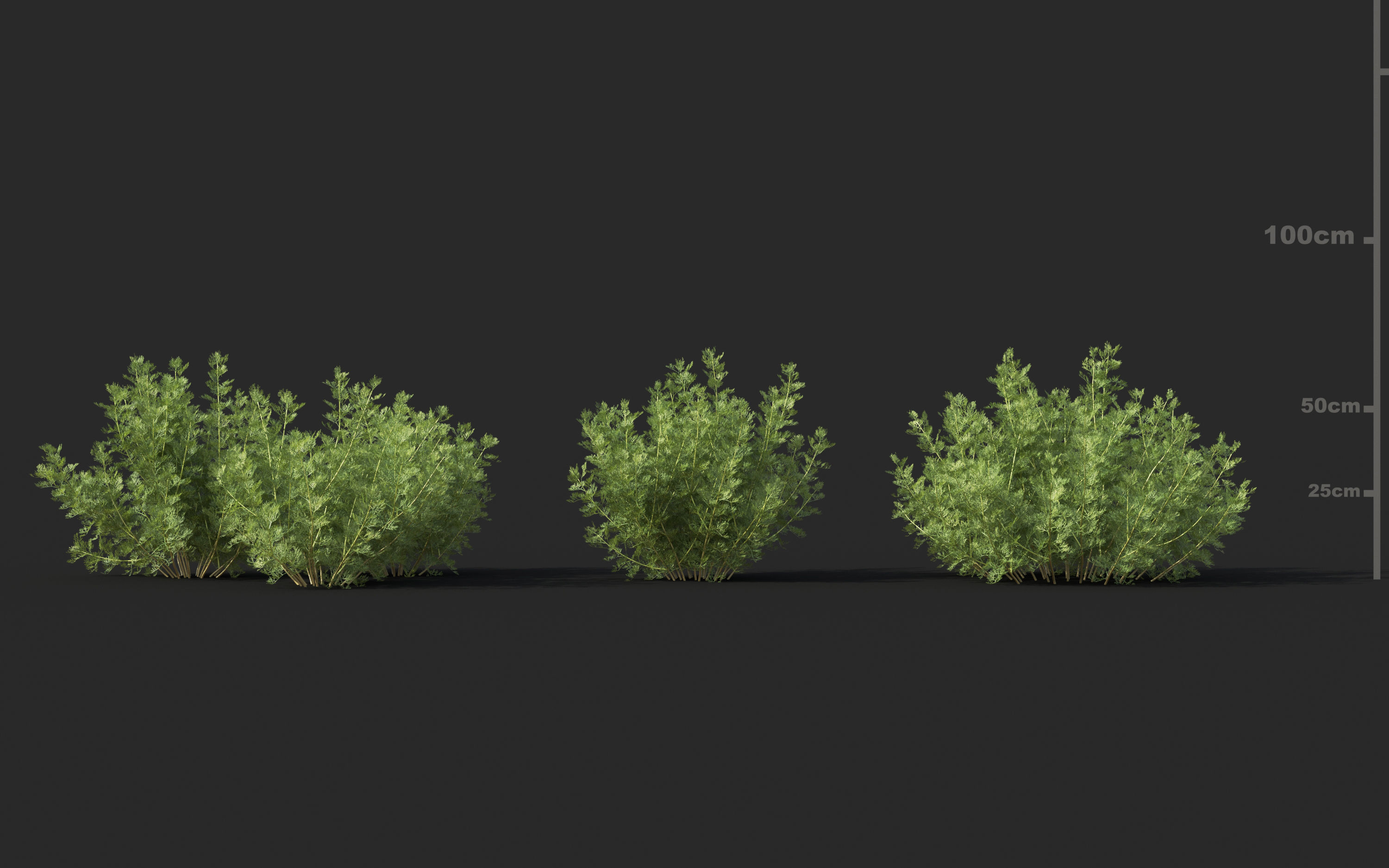 Mediterranean garden plants - Include GrowFX and Mesh file  3D model_8