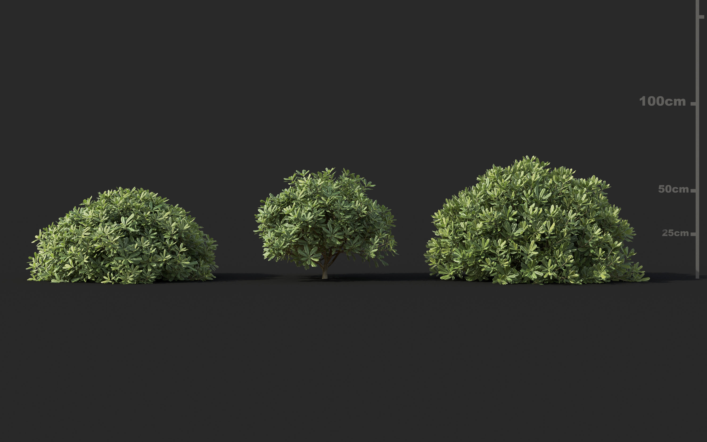 Mediterranean garden plants - Include GrowFX and Mesh file  3D model_20