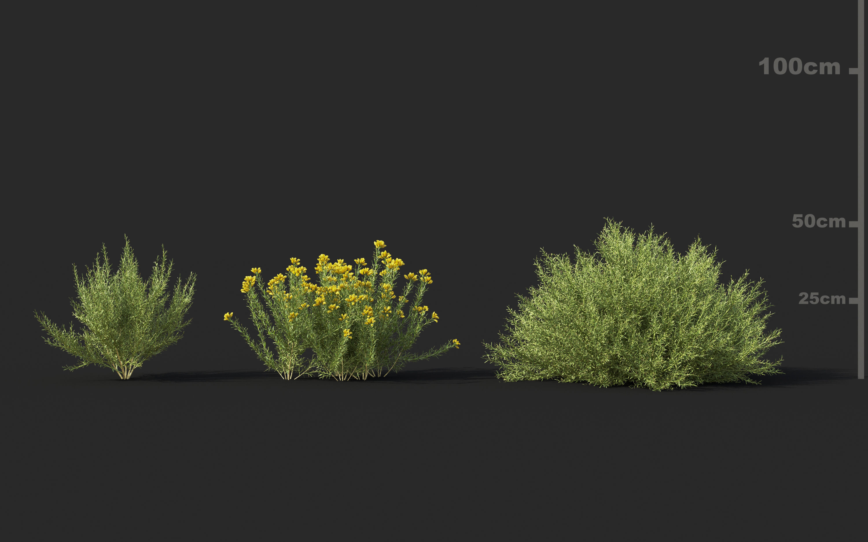 Mediterranean garden plants - Include GrowFX and Mesh file  3D model_16
