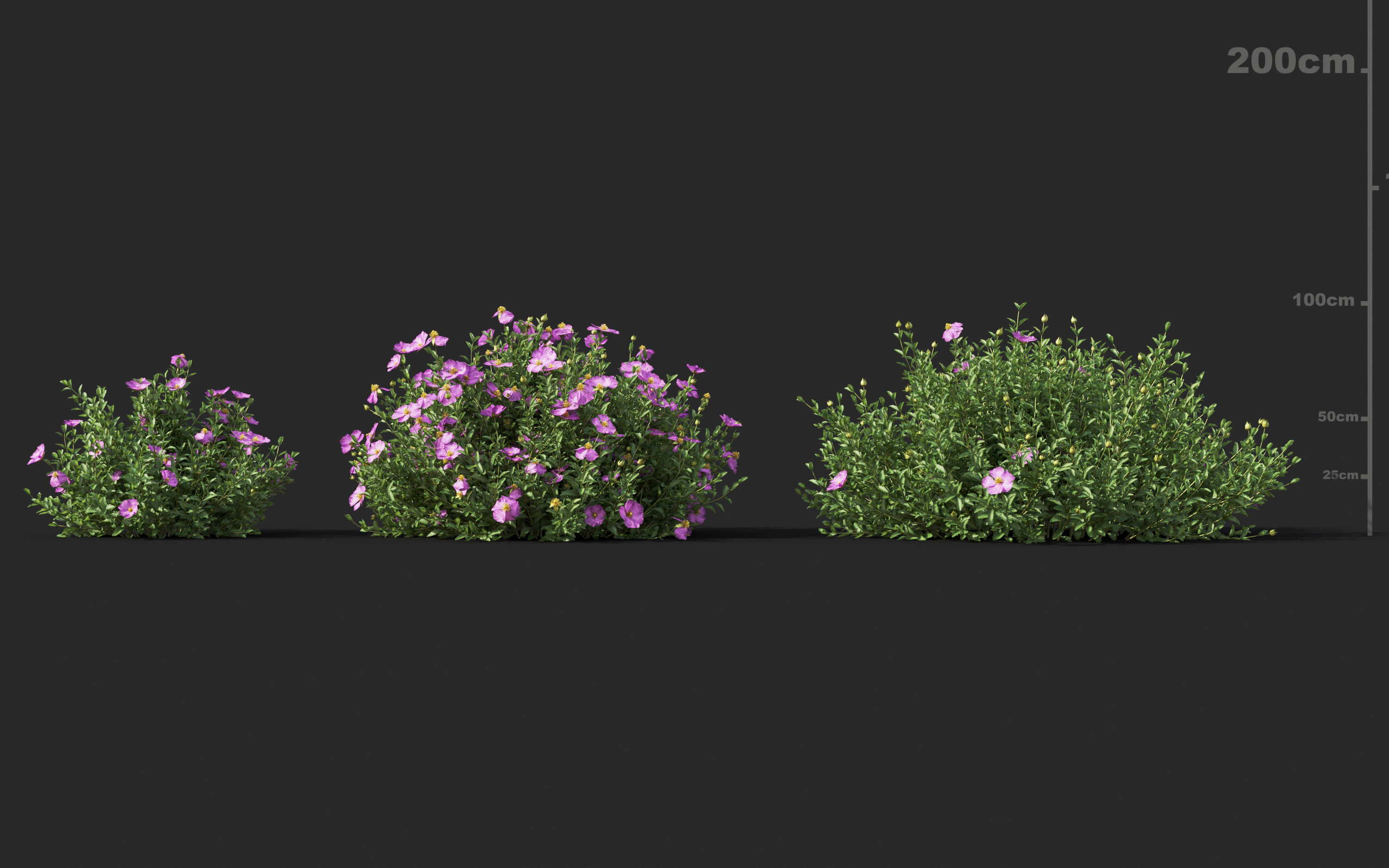 Mediterranean garden plants - Include GrowFX and Mesh file  3D model_11