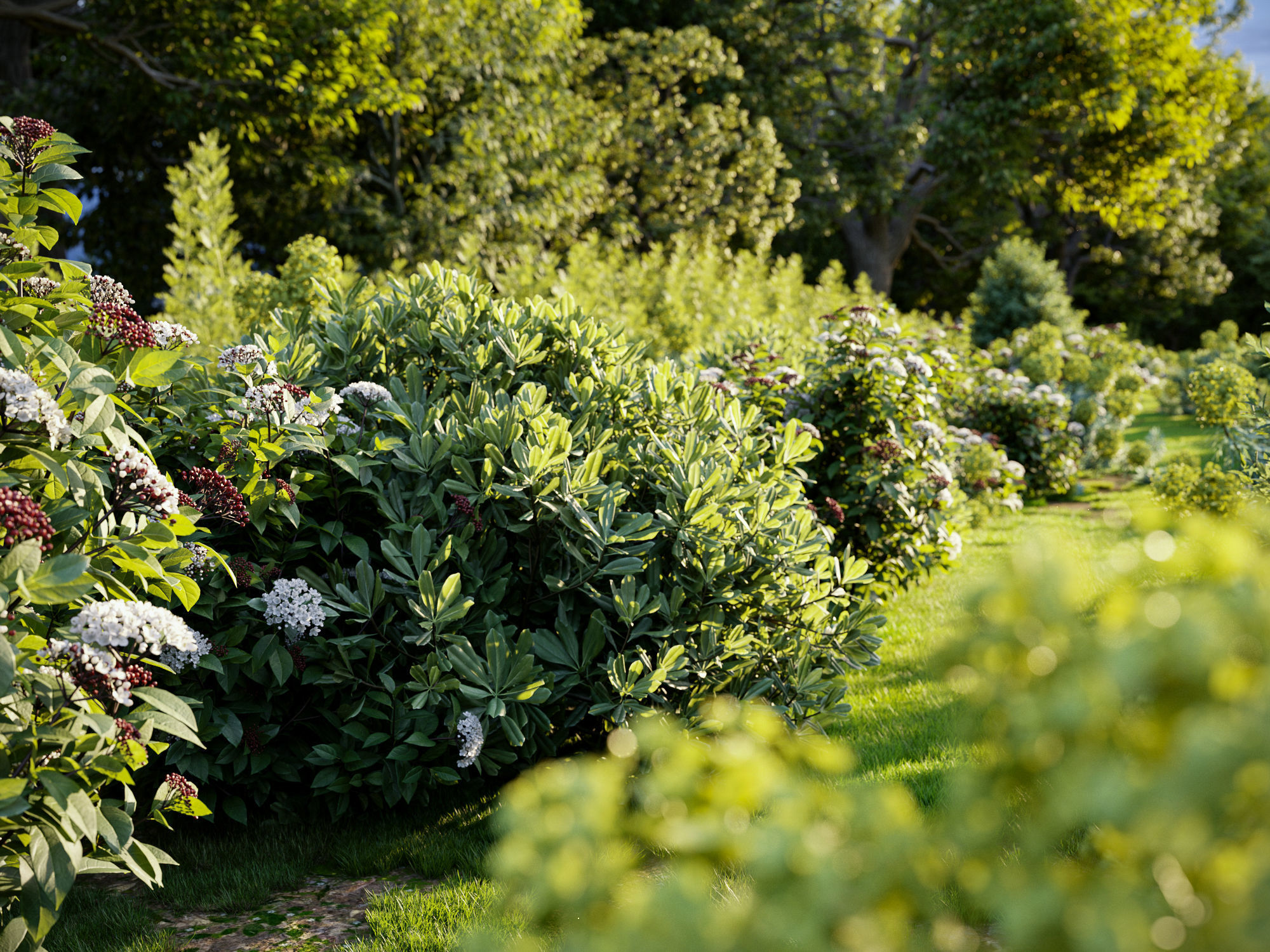 Mediterranean garden plants - Include GrowFX and Mesh file  3D model_1