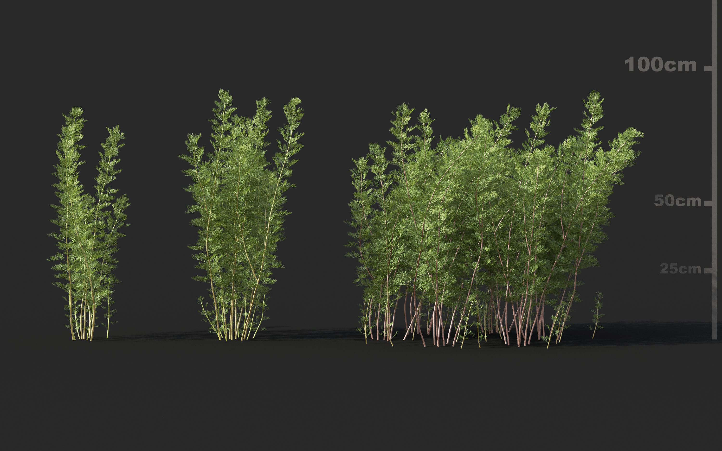 Mediterranean garden plants - Include GrowFX and Mesh file  3D model_9