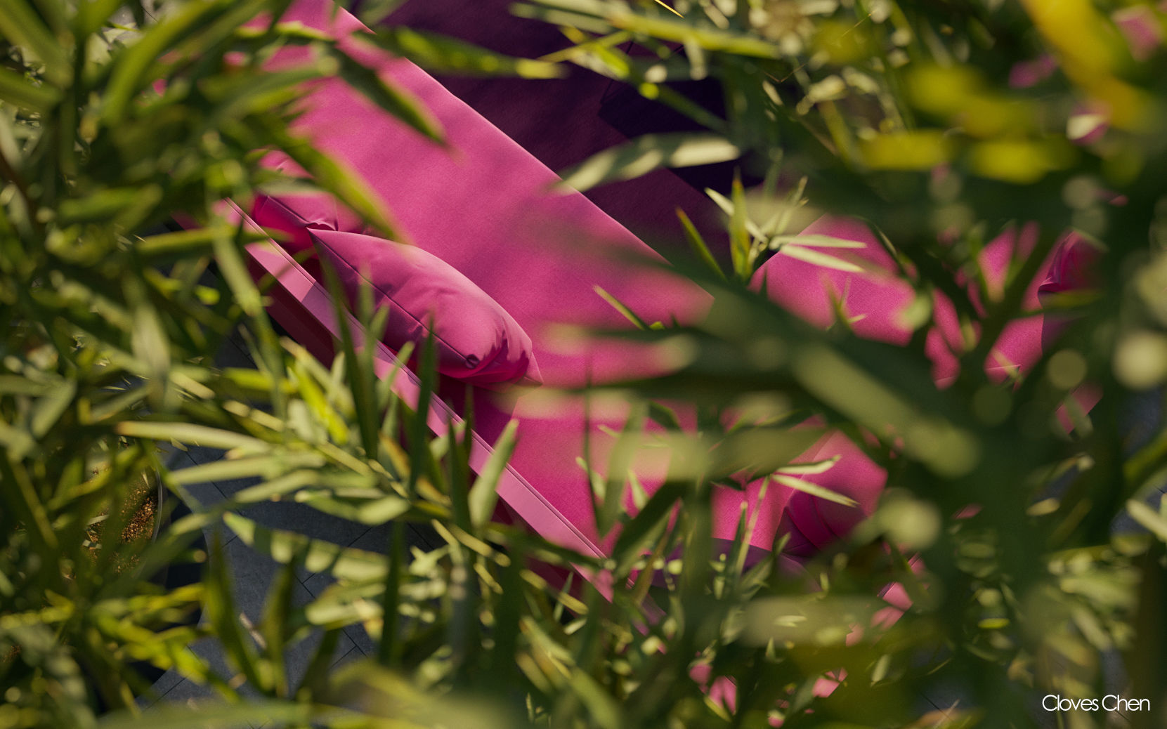 Bamboo Collection - Include GrowFX and Mesh file 3D model_5