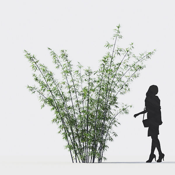 Bamboo Collection - Include GrowFX and Mesh file 3D model_30