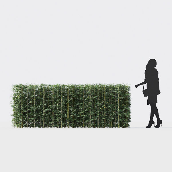 Bamboo Collection - Include GrowFX and Mesh file 3D model_39