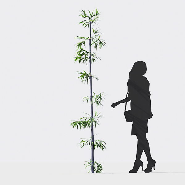 Bamboo Collection - Include GrowFX and Mesh file 3D model_34