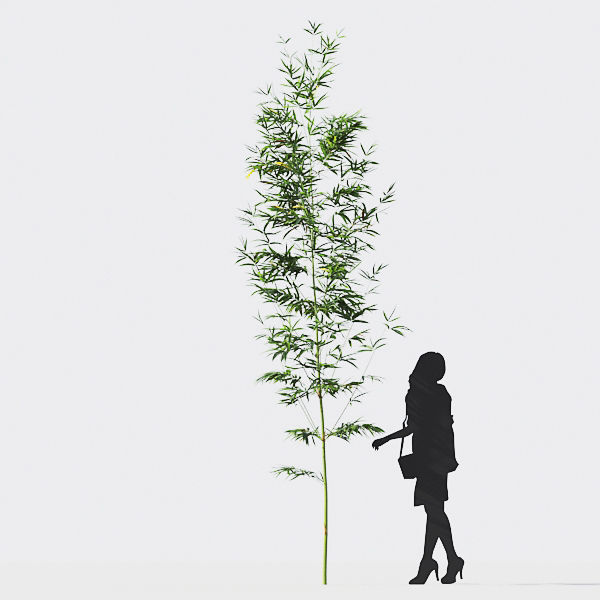 Bamboo Collection - Include GrowFX and Mesh file 3D model_20