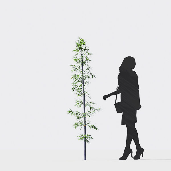 Bamboo Collection - Include GrowFX and Mesh file 3D model_33