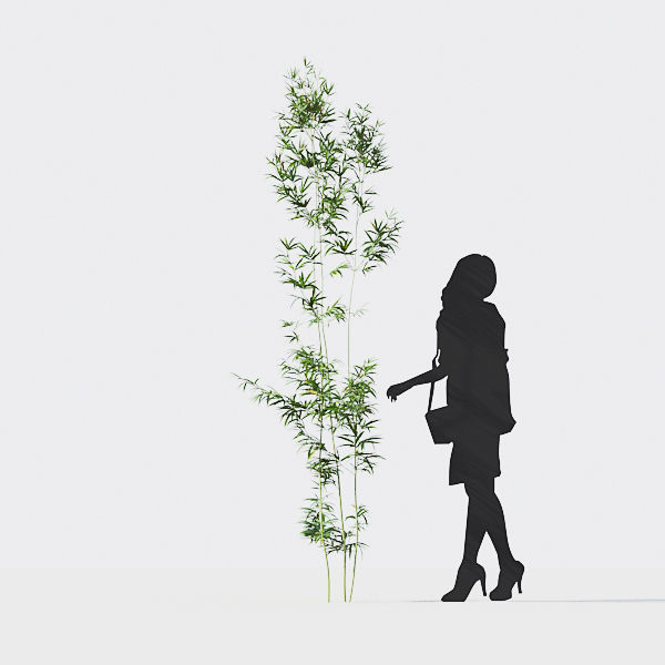 Bamboo Collection - Include GrowFX and Mesh file 3D model_25
