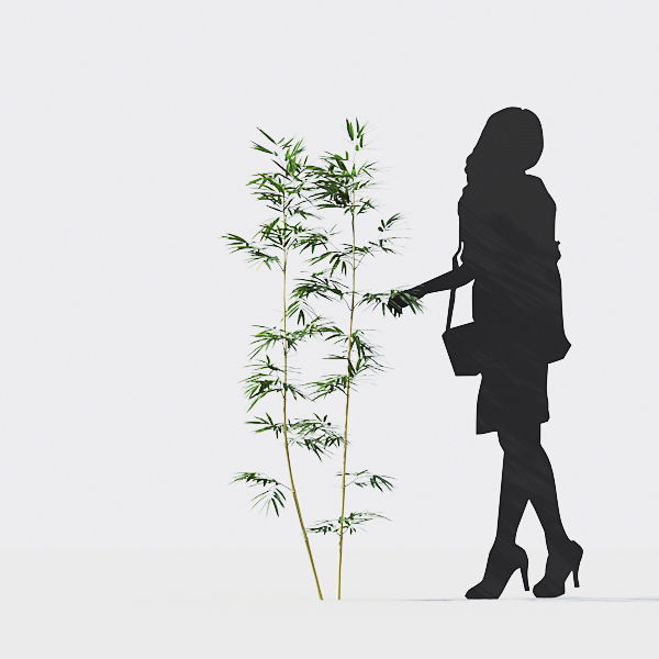 Bamboo Collection - Include GrowFX and Mesh file 3D model_43