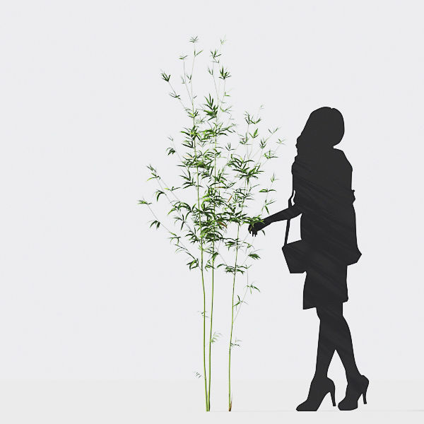 Bamboo Collection - Include GrowFX and Mesh file 3D model_16