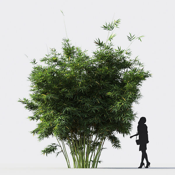 Bamboo Collection - Include GrowFX and Mesh file 3D model_13