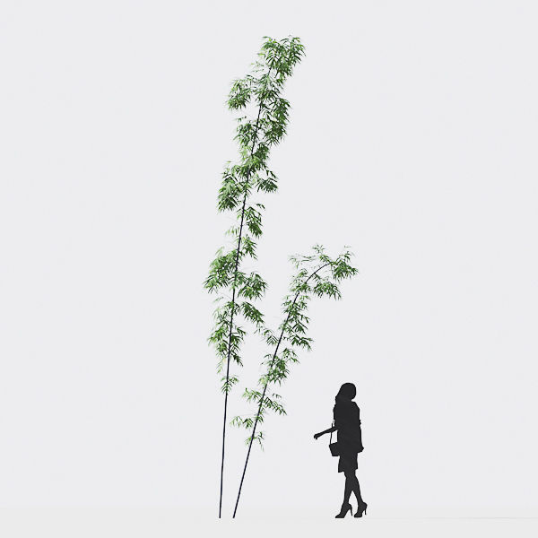 Bamboo Collection - Include GrowFX and Mesh file 3D model_38