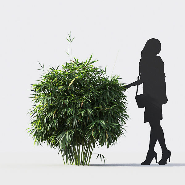 Bamboo Collection - Include GrowFX and Mesh file 3D model_12