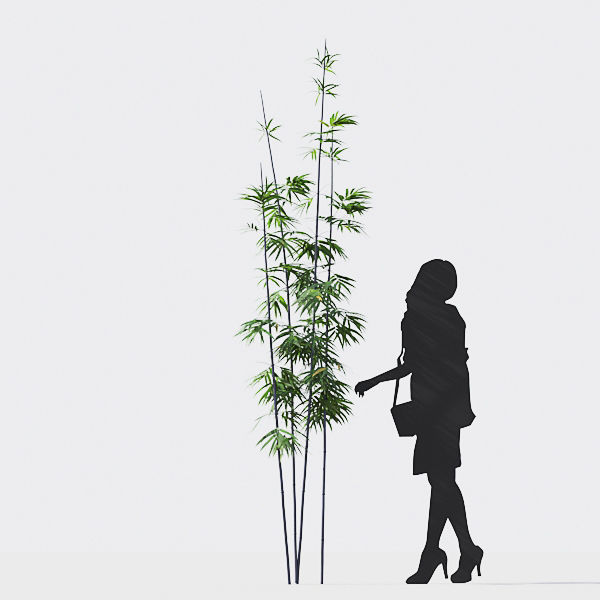 Bamboo Collection - Include GrowFX and Mesh file 3D model_35