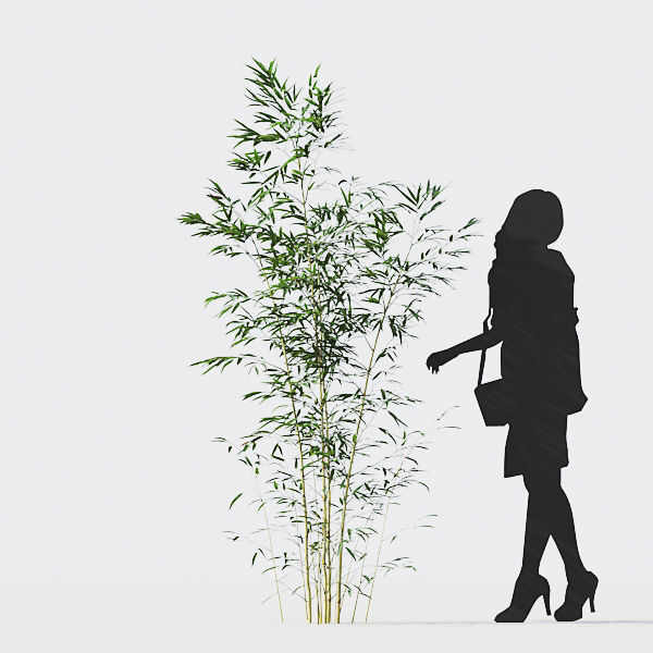 Bamboo Collection - Include GrowFX and Mesh file 3D model_44